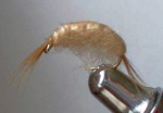Tangloppe