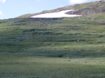 Fluer for h�yfjellet