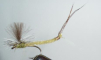 Vulgata - dusin