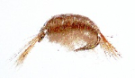 Marflo