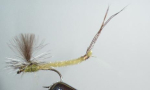 Vulgata - dusin